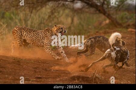 Wild dogs attacking cheetah Stock Photo - Alamy