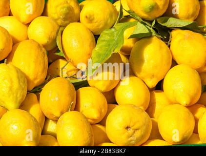 Fresh lemons on sale in a farmer's market Stock Photo