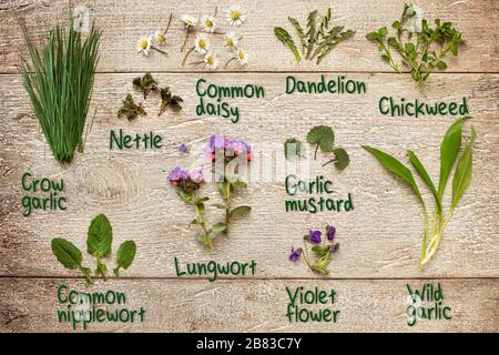 Wild garlic, chickweed, young nettles and other medicinal herbs and wild edible plants collected in early spring, with inscriptions Stock Photo