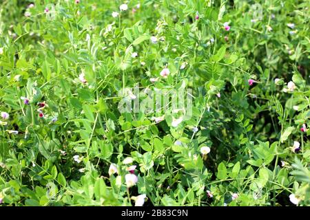 Closeup of mature pods with garden peas just before harvesting. It is a sunny in the summer season. Stock Photo