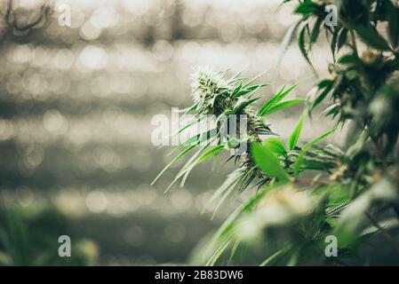 Professional researchers working in a hemp field, they are checking plants, alternative medicine and cannabis concept Stock Photo