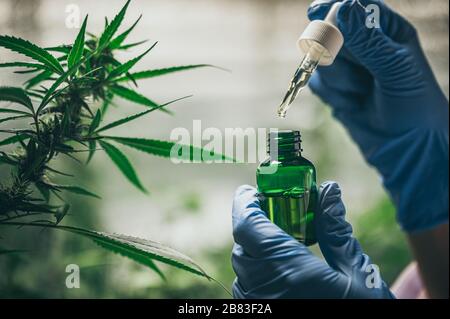 Professional researchers working in a hemp field, they are checking plants, alternative medicine and cannabis concept Stock Photo