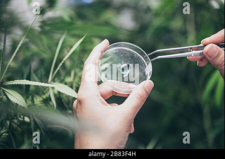 Professional researchers working in a hemp field, they are checking plants, alternative medicine and cannabis concept Stock Photo