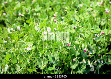 green frozen peas and fresh plant Stock Photo