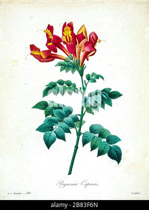 19th-century hand painted Engraving illustration of a Tecoma capensis (common name Cape honeysuckle [here as Bignonia capensis] flower, by Pierre-Joseph Redoute. Published in Choix Des Plus Belles Fleurs, Paris (1827). by Redouté, Pierre Joseph, 1759-1840.; Chapuis, Jean Baptiste.; Ernest Panckoucke.; Langois, Dr.; Bessin, R.; Victor, fl. ca. 1820-1850. Stock Photo