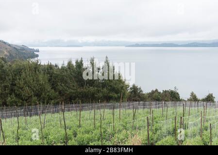 Lake Tota, Boyaca / Colombia: April 7, 2018: pea cultivation next to the largest lake in Colombia; Pisum sativum Stock Photo