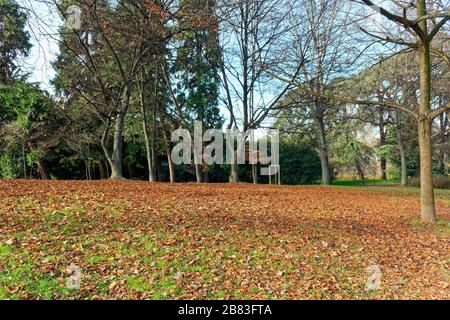 Park in Milan during fall autumn with tress and red leaves Stock Photo