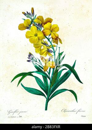 brassière la redoute