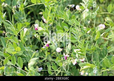 pea beans on plants, in the field, against a background Stock Photo