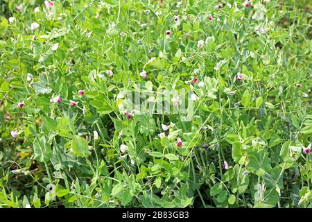 The Young shoots and flowers in a field of peas Stock Photo