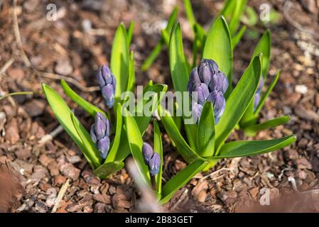 Hyacinths Hyacinthus orientalis flowers in spring February March April Stock Photo