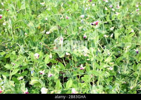 Beautiful close up of green fresh peas and pea Stock Photo