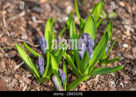 Hyacinths Hyacinthus orientalis flowers in spring February March April Stock Photo