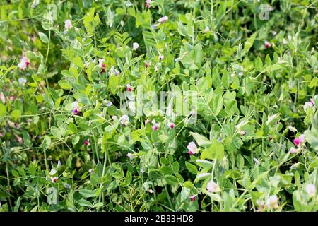 The Green freshly picked pea pods and stems Stock Photo