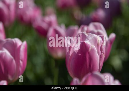 a field of blooming tulips in white, pink and purple Stock Photo