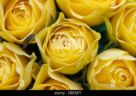 Bunch of fresh yellow roses Stock Photo