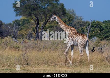 Southern giraffe (Giraffa camelopardalis giraffa), Moremi Game Reserve, Okavango Delta, Botswana. Stock Photo