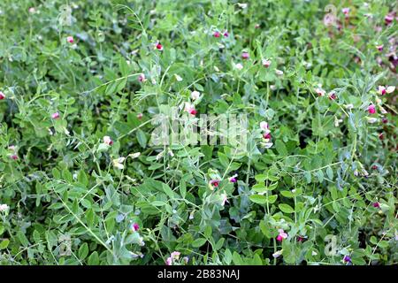 Fresh green Peas are on a tree growing naturally Stock Photo