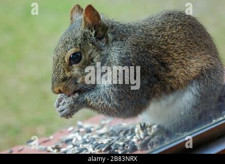 An Eastern gray squirrel eats black oil sunflower seeds from a window ledge, March 17, 2020, in Coden, Alabama. Stock Photo