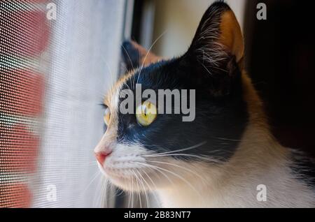 Pumpkin, a calico cat, looks out a screened window, Jan. 28, 2016, in Coden, Alabama. Stock Photo