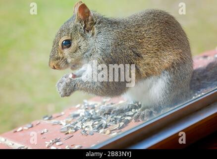 An Eastern gray squirrel eats black oil sunflower seeds from a window ledge, March 17, 2020, in Coden, Alabama. Stock Photo