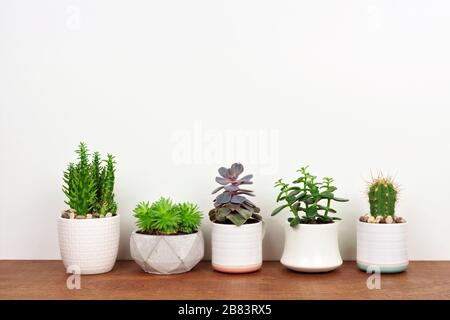 Group of various potted cacti and succulent plants in a row. Side view on wood shelf against a white wall. Stock Photo