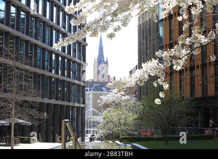St Pancras clock tower, looking through spring blossom from Pancras Square, in north London, UK