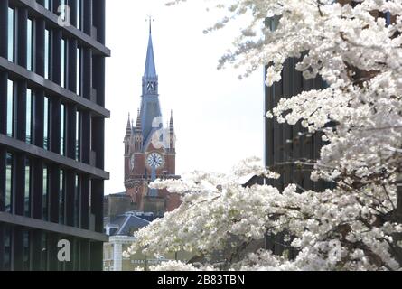 St Pancras clock tower, looking through spring blossom from Pancras Square, in north London, UK