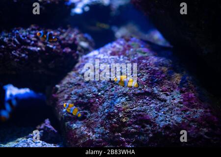 Amazing coral reef aquarium moment Stock Photo