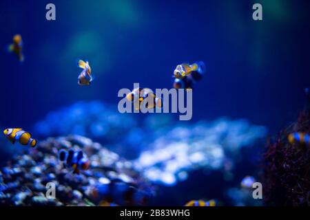 Amazing coral reef aquarium moment Stock Photo