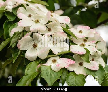 Closeup of beautiful dogwood tree flowers in white and pink blooming in spring. Stock Photo