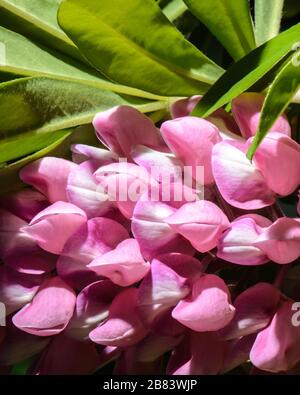 Closeup of bright, pretty in pink, group of flowers with bright green leaves on top of the image. Stock Photo