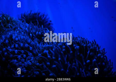 Amazing coral reef aquarium moment Stock Photo