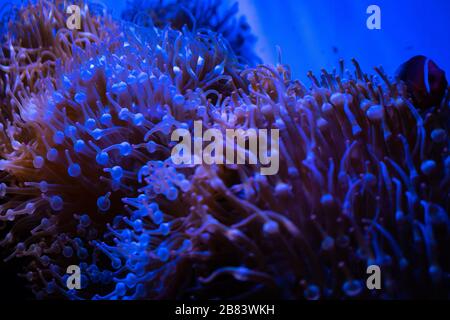 Amazing coral reef aquarium moment Stock Photo