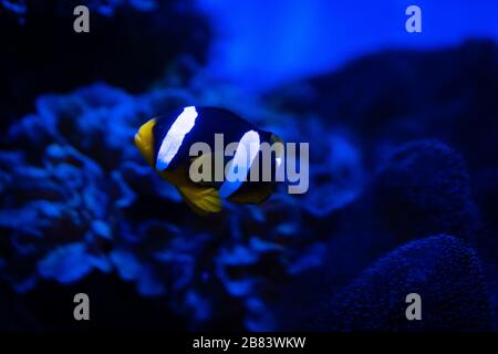 Amazing coral reef aquarium moment Stock Photo