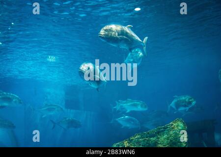 Amazing coral reef aquarium moment Stock Photo