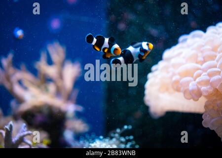 Amazing coral reef aquarium moment Stock Photo