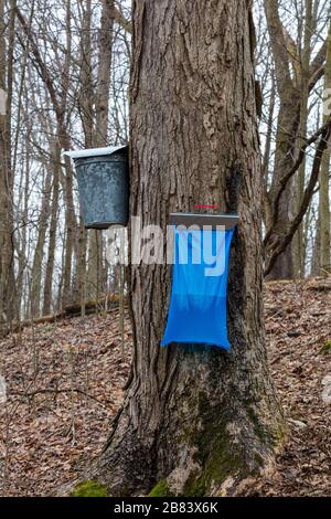 Maple Sugar sap gathering from Sugar Maple Trees, SW Michigan, USA, by James D Coppinger/Dembinsky Photo Assoc Stock Photo