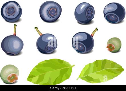 Blueberry set, leaves and berries on white background Stock Vector