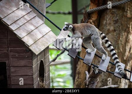 Wild Madagascar Cat On The Tree At Safari Zoo Stock Photo Alamy