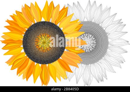 Bright sunflower on white background with clipping mask Stock Vector