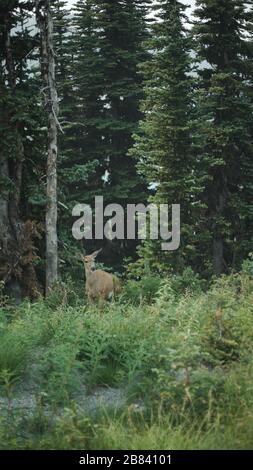 Small doe deer grazing on a mountain range in canada Stock Photo