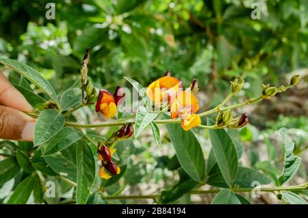 Blossom Of The Gungo Tree Stock Photo