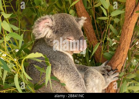 Sleeping koala bear in an eucalyptus tree in Australia Stock Photo