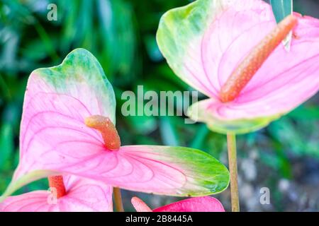 Red and pink anthurium flowes named also tailflower, flamingo flower, laceleaf. Close up of blooming red anthurium flowers in tropical garden. Stock Photo