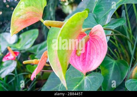 Red and pink anthurium flowes named also tailflower, flamingo flower, laceleaf. Close up of blooming red anthurium flowers in tropical garden. Stock Photo