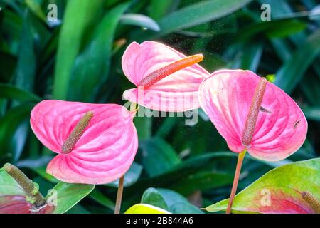 Red and pink anthurium flowes named also tailflower, flamingo flower, laceleaf. Close up of blooming red anthurium flowers in tropical garden. Stock Photo