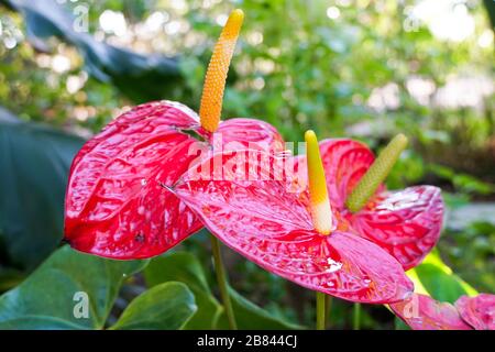 Red and pink anthurium flowes named also tailflower, flamingo flower, laceleaf. Close up of blooming red anthurium flowers in tropical garden. Stock Photo