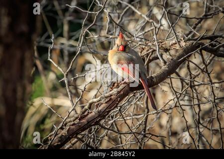 Female Northern Cardinal (Cardinalis cardinalis) perched in a tree Stock Photo