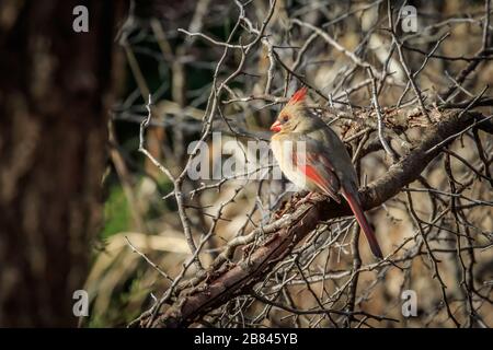 Female Northern Cardinal (Cardinalis cardinalis) perched in a tree Stock Photo
